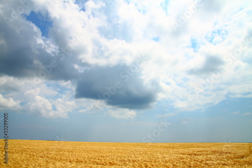 yellow wheat field under blue sky