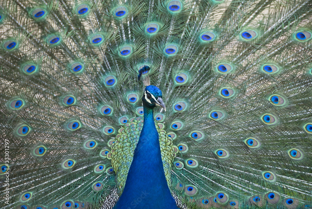 Obraz premium Peacock