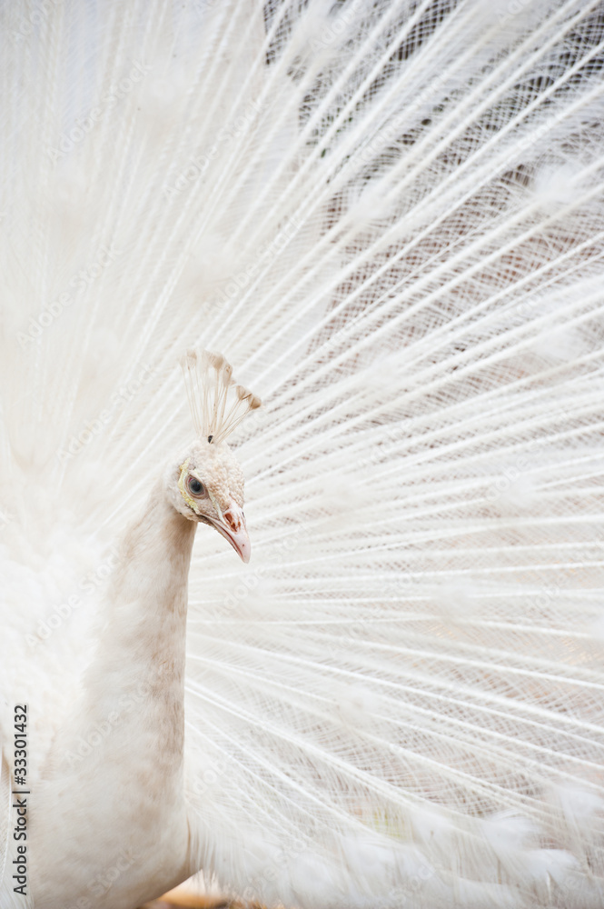 Obraz premium Beautiful spread of a white peacock
