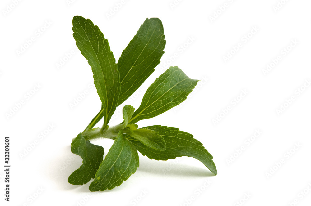 Stevia rebaudiana Stevia rebaudiana