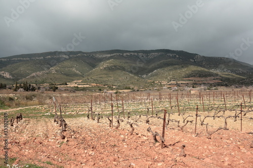 Schilderij op canvas Vigne dans les Corbières,Aude
