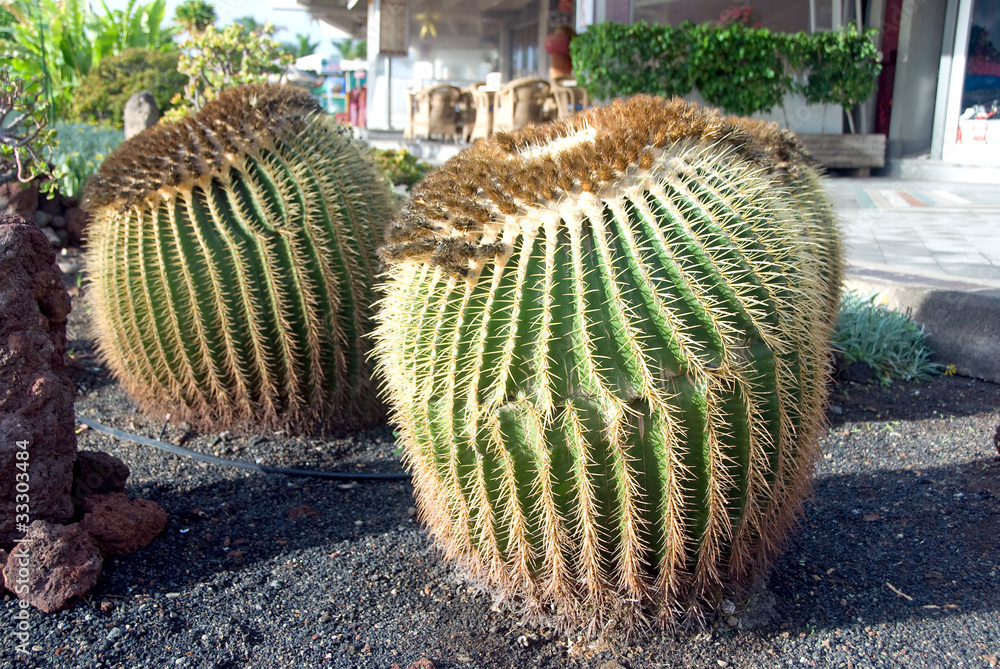 Mammilaria Cactus Mammilaria Cactus