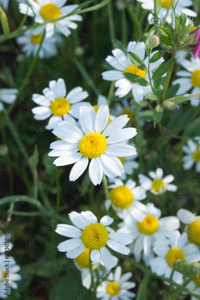 Fototapeta premium flowers