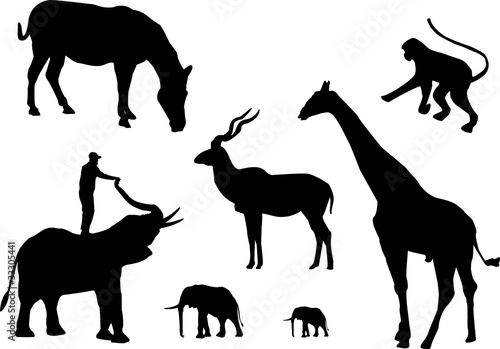 african animals