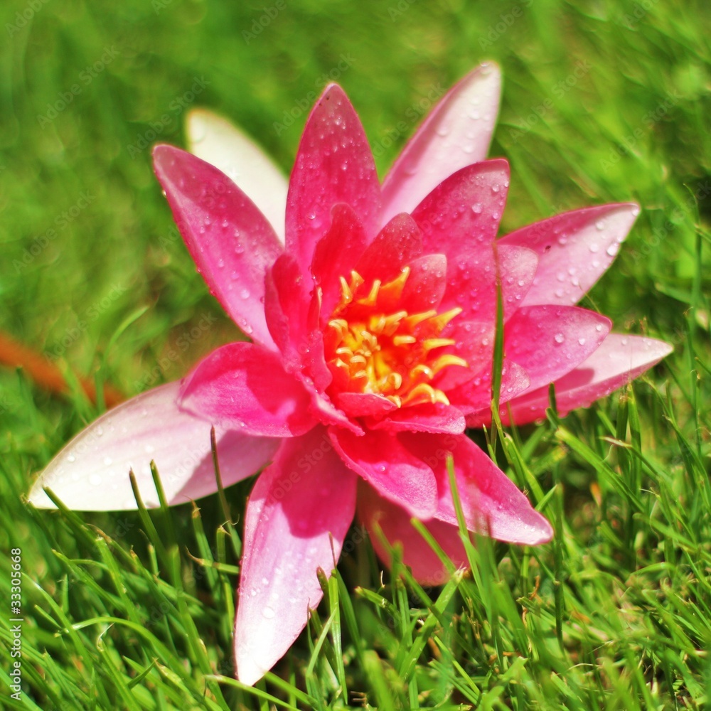 Fototapeta premium Lotusblüte im Gras