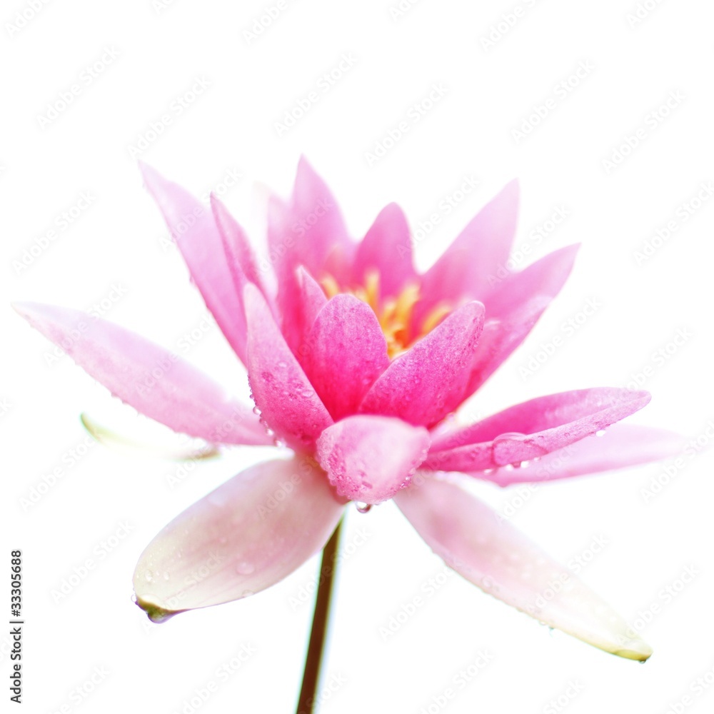 Fototapeta premium natürliche Schönheit