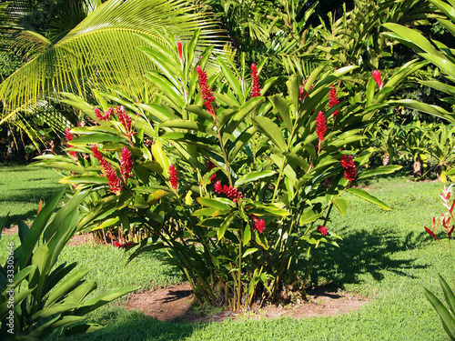 Red ginger plant with flowers, Alpinia purpurata, in a tropical garden, Central America, Panama photo