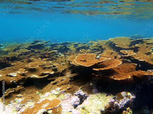 Underwater elkhorn coral reef colony in the Caribbean sea, Bocas del Toro, Panama, Central America