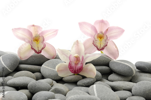 Macro of orchid flower on gray pebble
