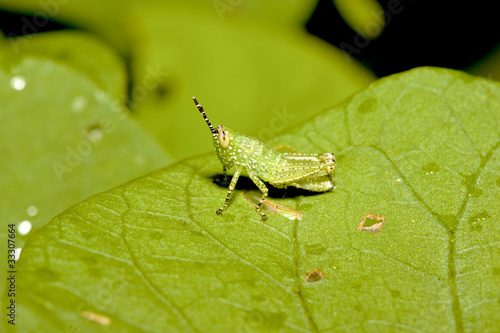 Locust nymphae a hopper photo