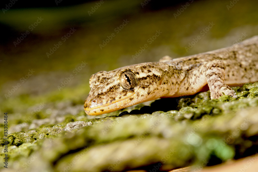 Obraz premium lizard