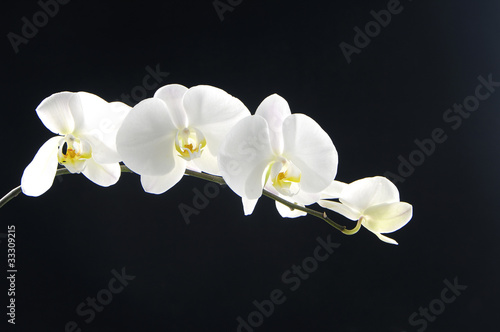 Branch beautiful white orchid on black