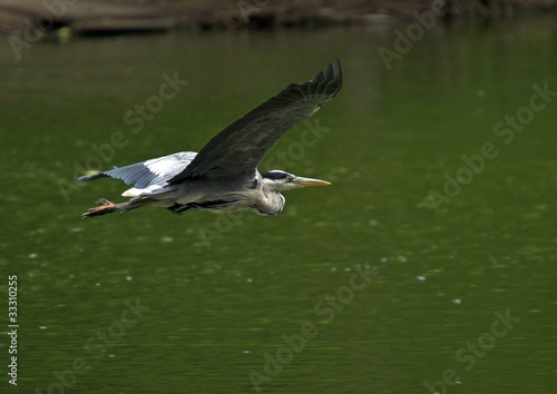 Heron