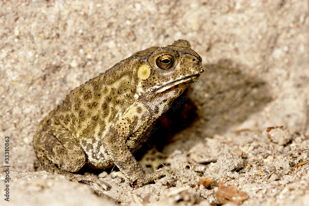 Duttaphrynus melanostictus Duttaphrynus melanostictus