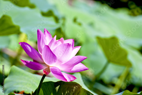 bloom lotus