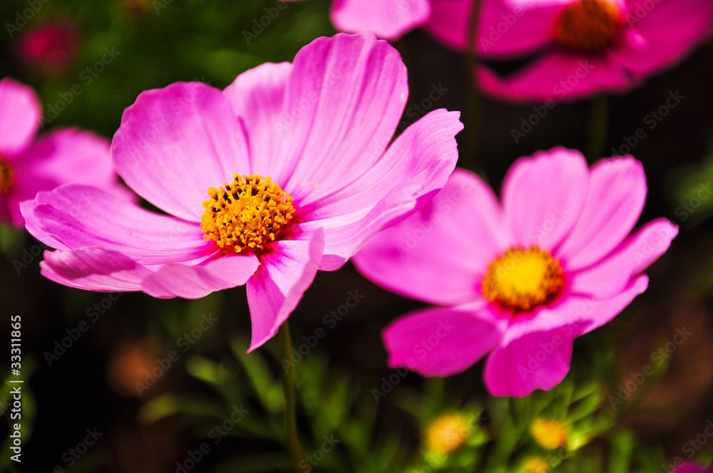 Zinnia flower