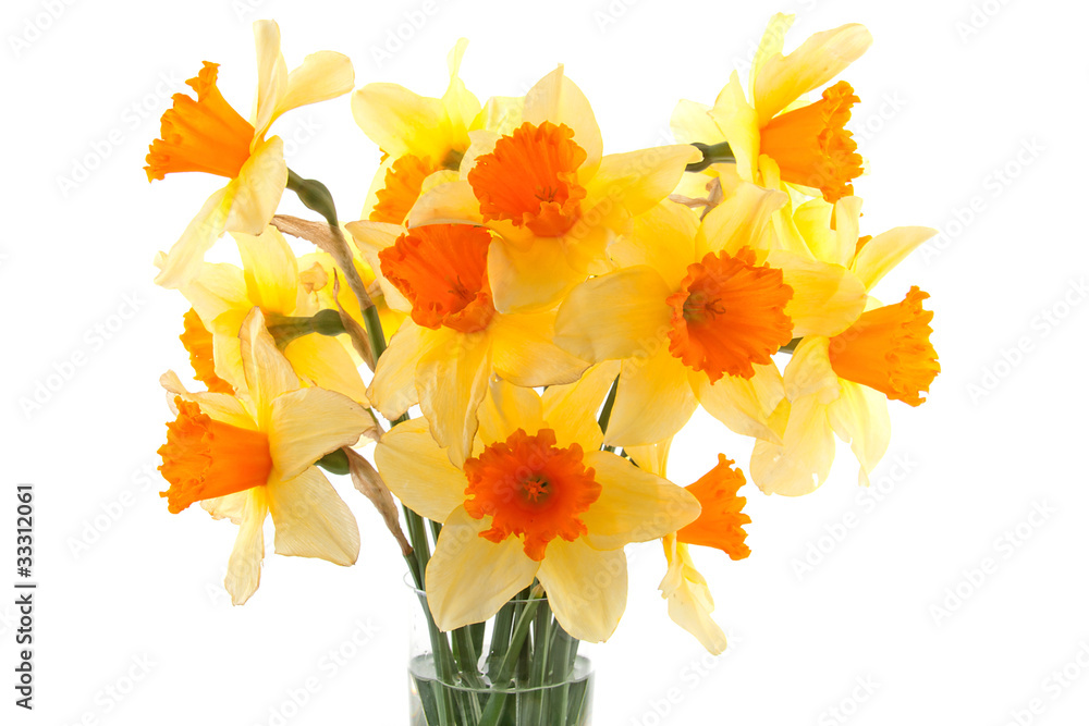 Yellow with orange daffodil flowers over white background