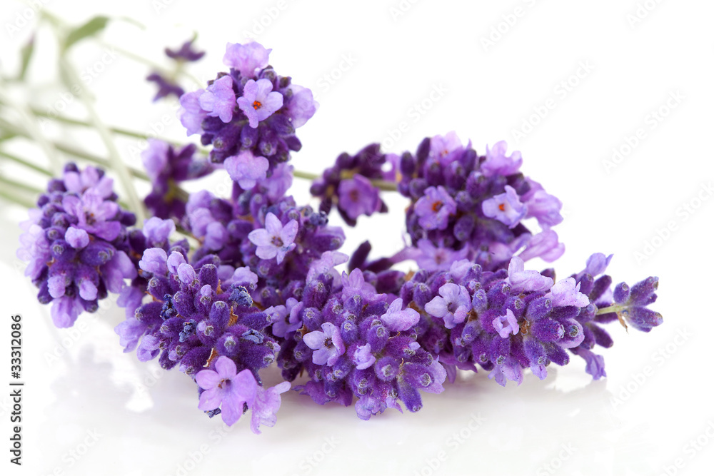 Obraz premium twigs lavender in closeup over white background