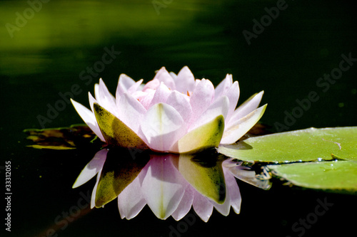 bloom lotus