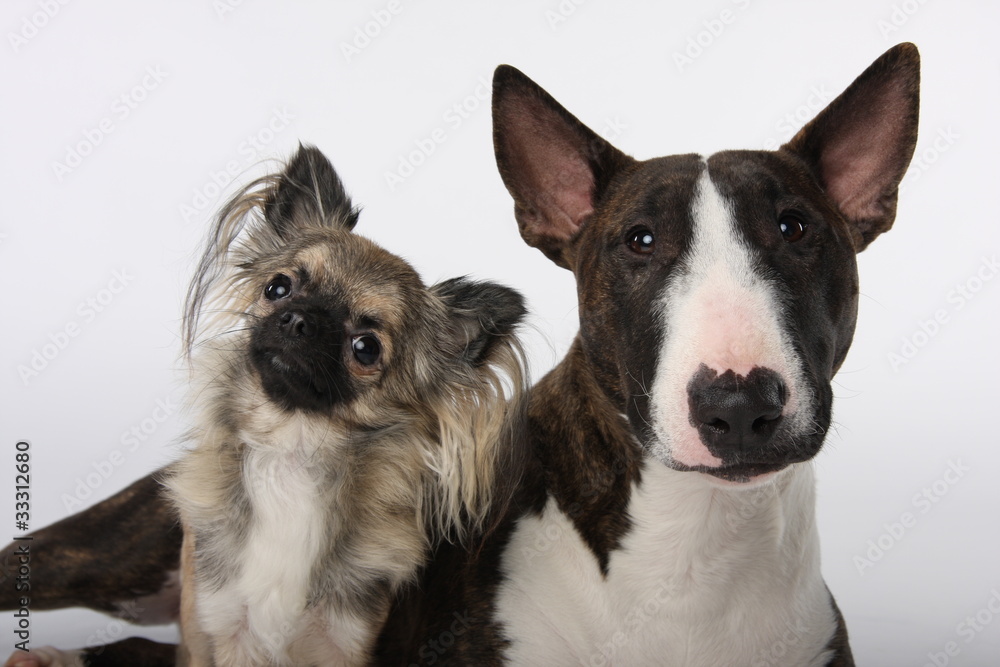 Bullterrier Chihuahua