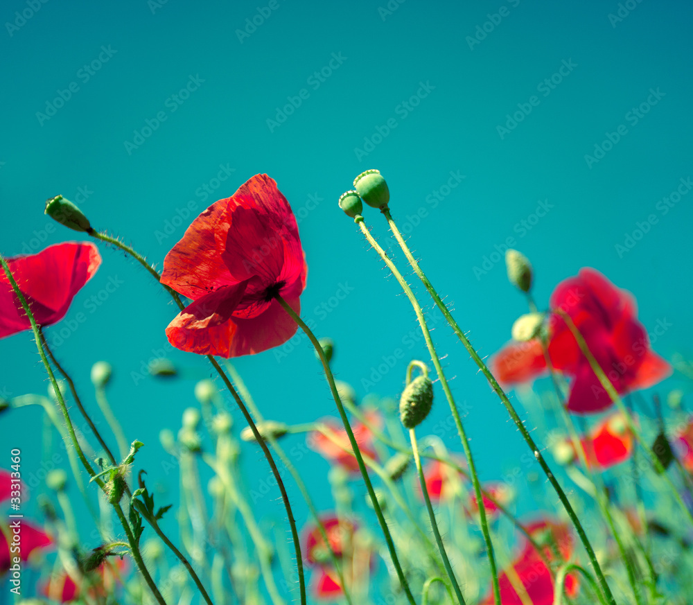 Obraz premium Mohnblumen