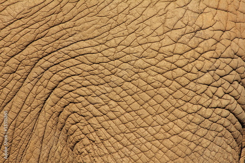 Piel de Elefante Africano.