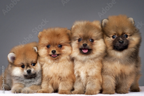 Obraz na płótnie Pomeranian puppies w salonie