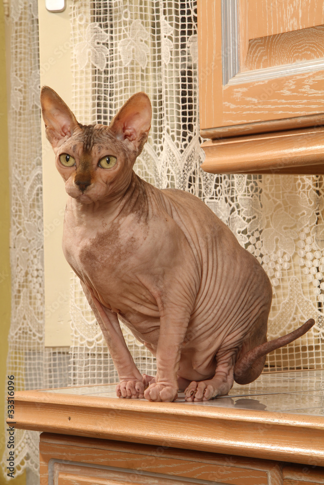 Chat Sphynx Assis Sur Un Buffet Stock Photo Adobe Stock
