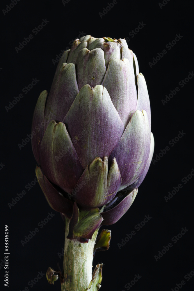 Fototapeta premium artichoke classic still life