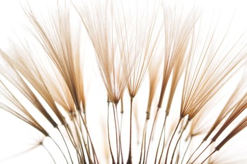 Fotobehang Paardenbloem met waterdruppels Zwevende paardenbloemzaadjes in zonlicht  © HR
