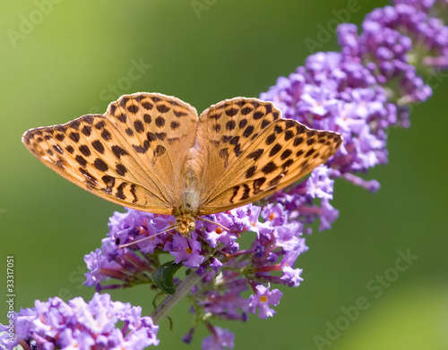 Schmetterling auf Flieder