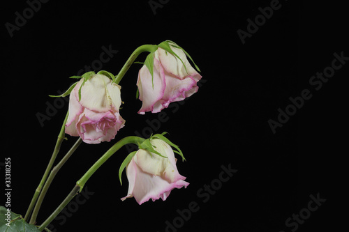 Three withered roses against black background