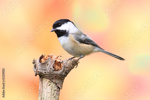 Cuadro en lienzo Black-capped Chickadee (Poecile atricapillus)