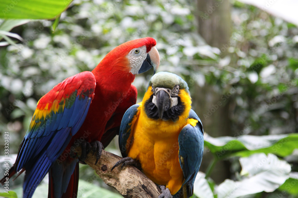 Birds in Foz do Iguacu