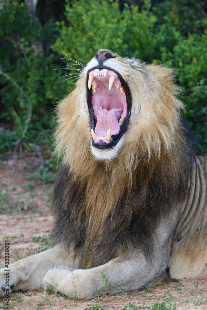 Naklejka premium Lion with Mouth Open Showing Teeth