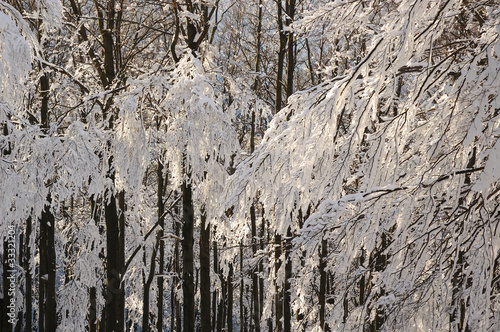 Wallpaper Mural Winter forest Torontodigital.ca