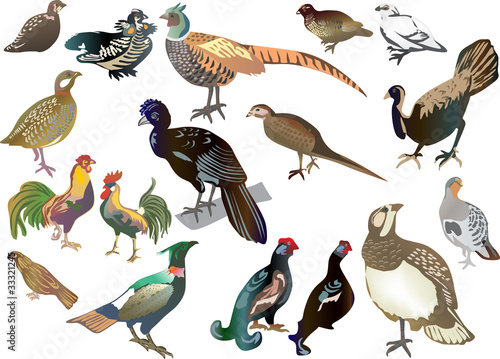 set of isolated gallinaceous birds