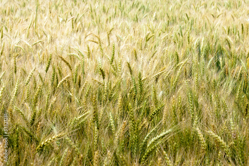 barley farm © photoncatcher36