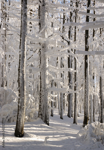 Wallpaper Mural Winter forest Torontodigital.ca