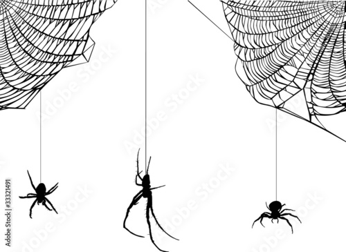 three spiders in web illustration