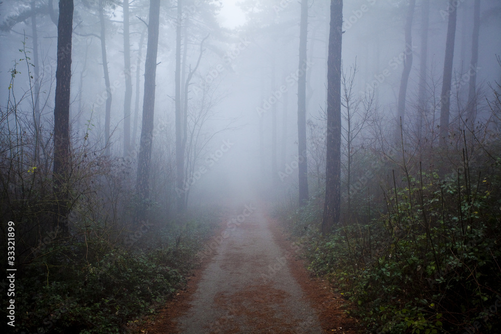 mystrious foggy forest in winter mystrious foggy forest in winter