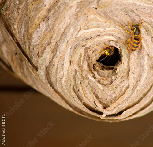 Fotografie Wasps' nest / close-up