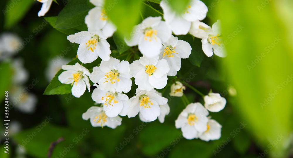 apple tree flowers apple tree flowers
