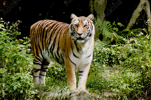 Bengal tiger