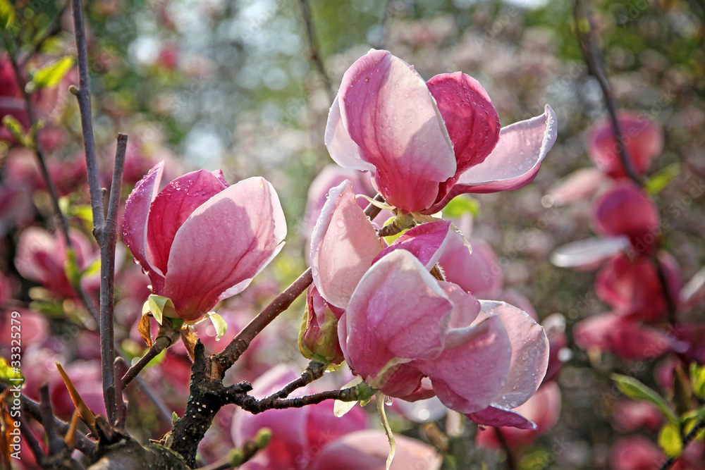 Fototapeta premium Pink magnolia flowers on a branch