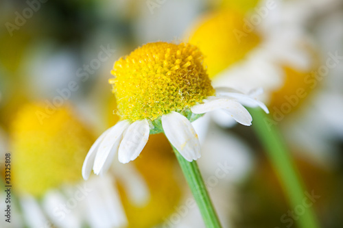 camomile