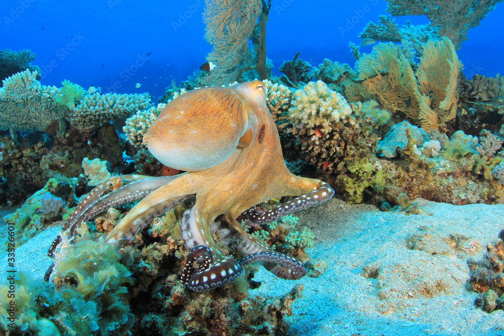 Fototapeta premium Reef Octopus (Octopus cyaneus) hunting on coral reef