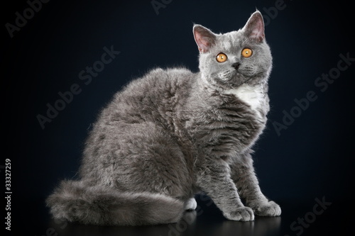Schilderij op canvas Selkirk Rex breed cat