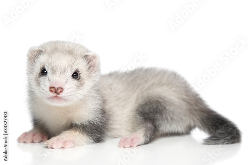 Baby ferret on a white background