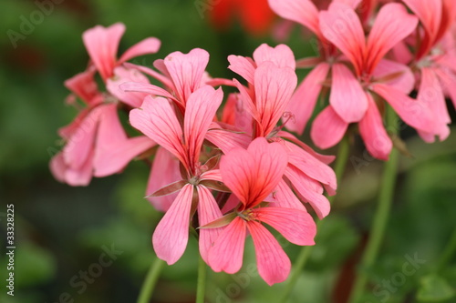 Fototapeta Naklejka Na Ścianę i Meble -  geranio